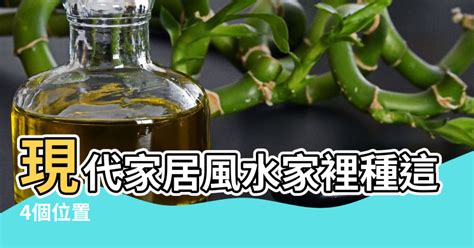 家裡種樹風水